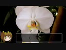 【ゆるふわ植物日記#7】コチョウランの育て方【植物解説】