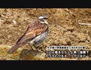 4月22日今日撮り野鳥動画まとめ　ヒバリ囀り上昇→急降下、カワラヒワ