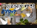 アリがどのエサに興味を持つかの実験 Bブロック