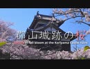郡山城跡の桜