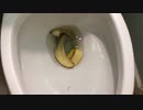 バナナの皮をトイレに流してみた