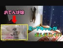 【スゴ技】我が家のミーアは壁を登る!?