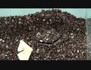 ［閲覧注意!!］再編集　トタテグモにカイコガを与えてみた。Gorgyella sp.）