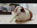 【モルモット動画】うちのテディモルモットにせりをあげてみた