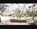 さ/よ/う/な/ら、花/泥/棒/さ/ん【踊ってみた】
