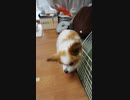 リビングを歩き回るワンコ（パピヨン）