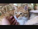 貴重なあくび2連続