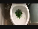 草をトイレに流してみた