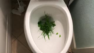 草をトイレに流してみた