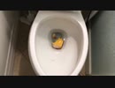 サンドイッチをトイレに流してみた