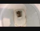石をトイレに流してみた３