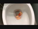 オレンジの皮をトイレに流してみた