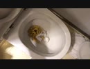 フライドポテトをトイレに流してみた２