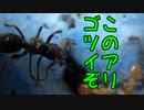 【アリの飼育記#168】寄生種のゴツイ蟻を捕まえました【テラニシクサアリ】　Queen ant parasitizing other ants