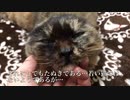 重症のたぬき猫、雪の中で緊急に保護される