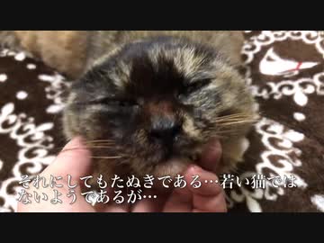 重症のたぬき猫、雪の中で緊急に保護される