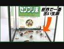 世界で一番苦い生薬「センブリ」をゴキブリに食べさせたら・・・。