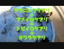 【アリの飼育記#170】テラニシクサアリにさらにカワラケアリを合体させます　Combine 4 kinds of ants