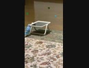 おとなしくないインコ