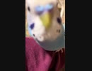 パーティなインコ