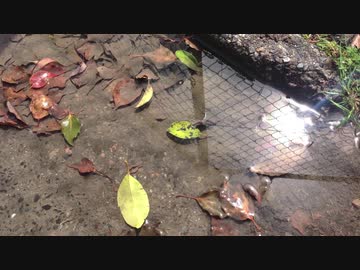 朝の水たまり