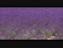 darkness of amethyst