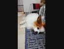 横たわるワンコ（パピヨン）5
