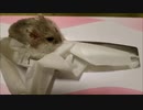 【ハムスター】さらちゃんのさらさら活動日記その17