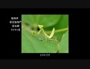 ありえないけど実在する生物 ChapterExtra2「実はありえないやつら その1」