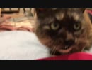 重症のたぬき猫、雪の中から幸せにたどり着く