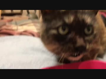 重症のたぬき猫、雪の中から幸せにたどり着く