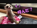 【いたずら】このサムネイルのミーアキャット可愛いすぎ