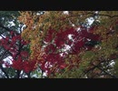 【オリジナル】誰にもできない/鏡音リン