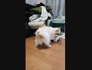 立ち上がって歩き出すワンコ（パピヨン）