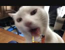 朝からおやつ