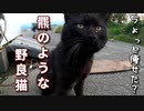 野良猫のボス、お触りチャレンジ