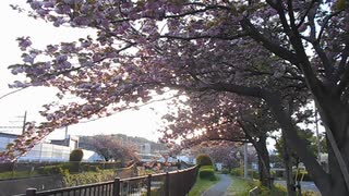 程久保川の八重桜