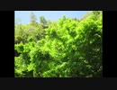 ２０２０年４月２４日　ho散歩
