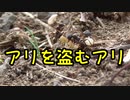 【アリの飼育記#172】アリを盗むアリがヤバすぎた【サムライアリの奴隷狩り】Slave-making ant slave hunting
