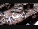 [実写動画]世界ペンギンの日なので半年で見てきたペンギンたちを動画で見ていこう　その３