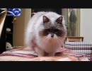 きょうも元気なタヌ………ねこ