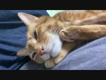 野良子猫、懐くまでの7ヶ月