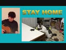 うちで踊ろう　STAYHOME 家で猫と遊ぼう！