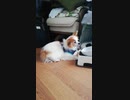 お食事中のワンコ（パピヨン）