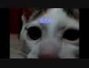 ドラねこさんといちごうとにごう