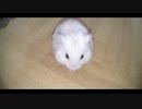 ハムスター飼いました。その94～2020年4月だよ!!体重測定だよ!!～