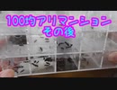【アリの飼育記#175】100均アリマンションどうなった？　After an ant nest made at a 100 yen shop