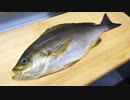 寿司職人によるイサキの仕込みから握りまで〜How To Make Grunt Sushi〜