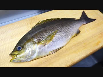 寿司職人によるイサキの仕込みから握りまで〜How To Make Grunt Sushi〜