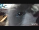 妖怪耳かじり